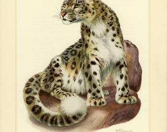 Vintage lithograph of the snow leopard from 1956