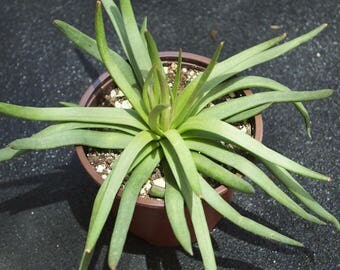 LARGE Crassula Devil's Horns, Rare Succulent, Crassula Hirta, Devils Horn Terrarium Plant, Succulent Cuttings Indoor Plants Desk Accessories