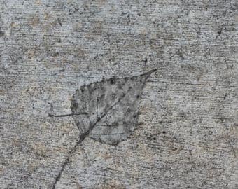 Leaf Imprint in Concrete, phpto, digital download