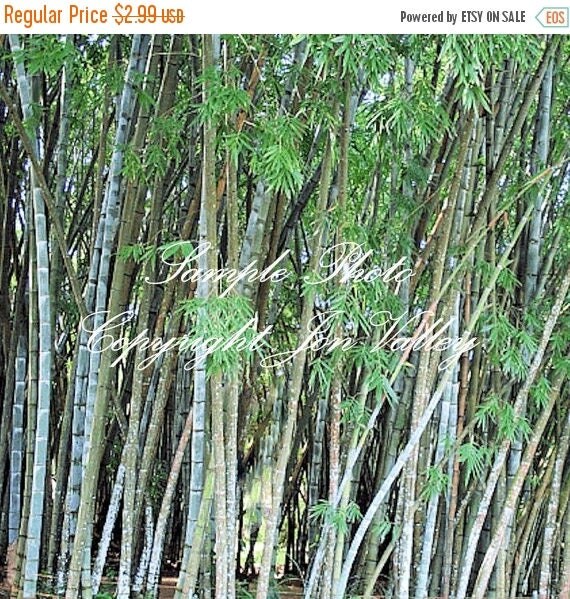 Dendrocalamus strictus 10 seeds Exotic Calcutta Clump Type Bamboo Asian ...