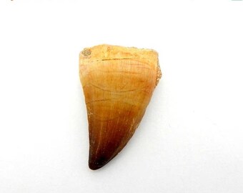 15% off Christmas in July Mosasaurus Water Dinosaur Tooth- AUTHENTIC Fossilized Mosasaurus Tooth AWESOME Millions of years old -- (RK14B2)