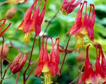 Colombine Seeds, Little lantern Seeds