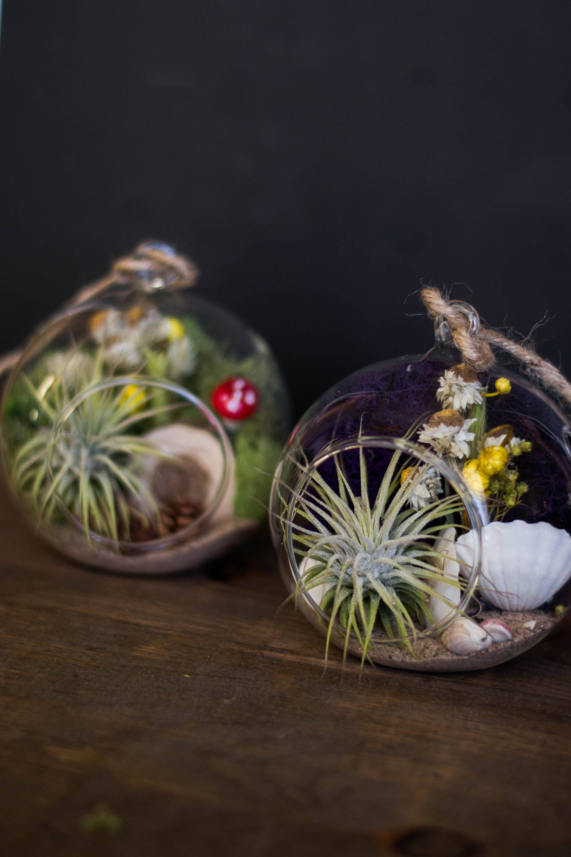 Small Mystery Air Plant Terrarium Kit Air Plant Tillandsia