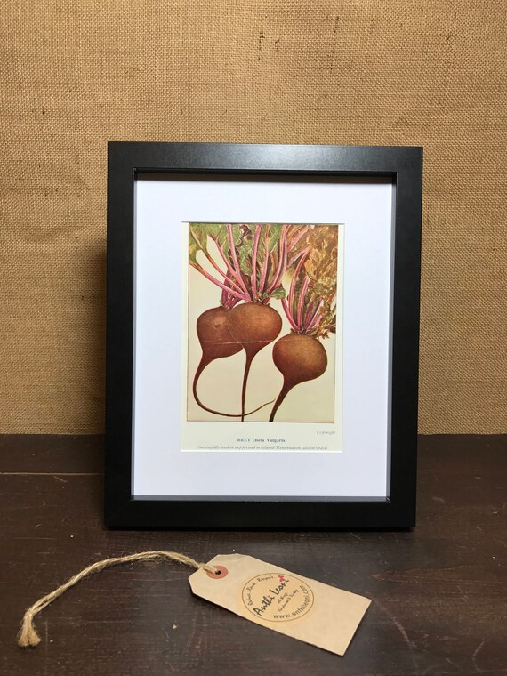 Beetroot Botanical Book Plate Print - Mounted Vintage Beetroot Plant Illustration - Vegetable Beet Beta Vulgaris - Kitchen Wall Home Decor