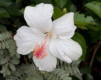 White hibiscus photo pillow