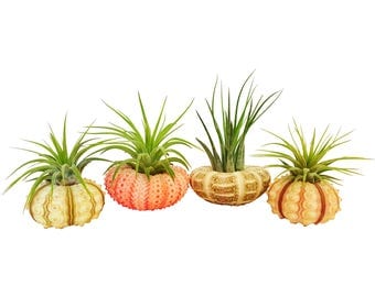 Bliss Gardens 4pc Tillandsia Air Plants w/ Sea Urchins / Jellyfish Planter Air Plant Gift Set