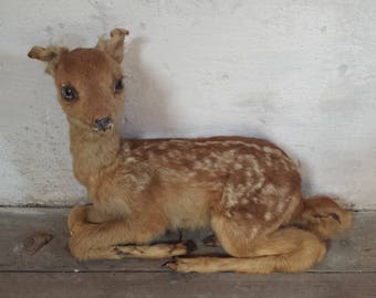 Baby Deer Taxidermy, Fawn Taxidermy, French Taxidermy, Antique Taxidermy, Taxidermy Deer, Curiosity Cabinet, Antique Oddities, Roe Deer