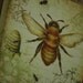 Vintage Souls and Beeswax By GJ
