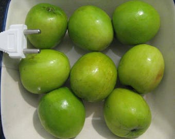 Ziziphus Mauritiana "Giant" +75 gram fruits / Indian Jujube - 5 seeds