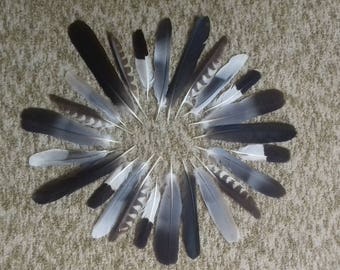 Naturally molted feathers. Cruelty free