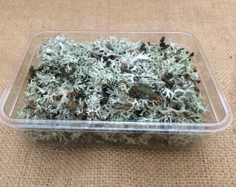 Oak Moss