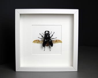Stag beetle of Mesotopus tarandus showcase