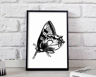 Butterfly poster, Butterfly wall art, Butterfly wall decor, Butterfly print