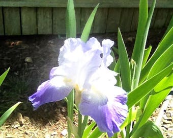 Giant Ruffled Purple and White Iris with a sweet scent