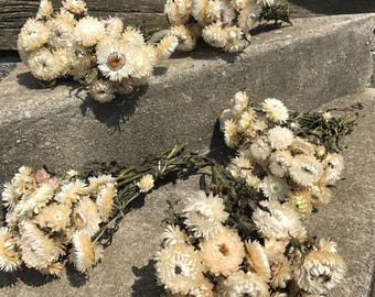 5 bunches white Strawflowers -dried flowers