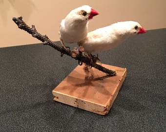 zebra finch plush