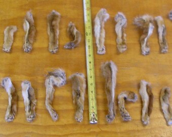 20 Grey Fox Legs