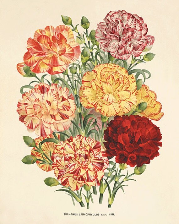 Carnation Antique flower art print vintage botanical prints