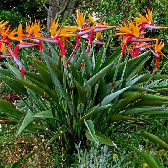 Bird of Paradise Flower Seeds Strelitzia Reginae 5Seeds