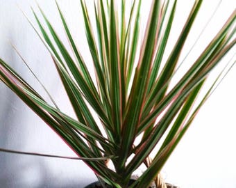 Madagascar Dragon Tree Dracaena Marginata Tri-Color Tropical Live Easy Care House Plant
