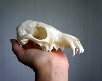 Real fox skull, Red fox skull, Real animal skull, Real skull