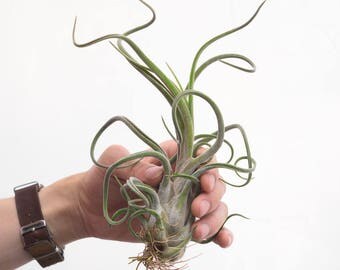 LARGE Air Plant Caput Medusae Purple Tillandsia, Terrarium Air Plant Jellyfish, Desk Plant Terrarium Plants, Air Plant Terrarium, Succulents