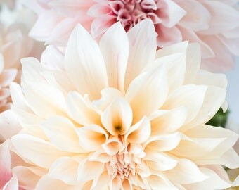 Flower Photograph, Pink Dahlia Cafe au Lait, Autumn Flower, French Wall Decor, Pink wall art, nature photo, office art, bathroom art