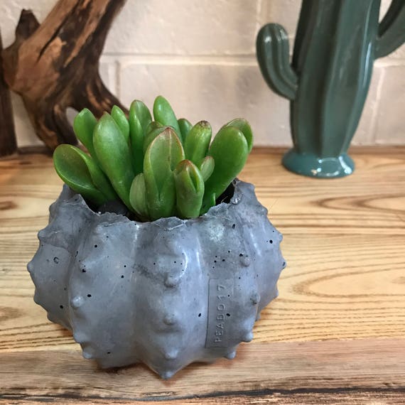 Cactus Planter (Golden Barrel) - Hypertufa