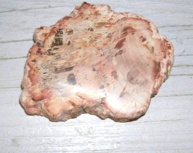 Petrified Wood Polished Slice, rocks fossils and minerals, gift for collector, fossil wood slice, multi colored, beautiful piece, log slice