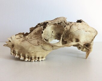 Vintage Animal Skull, Old Weathered Bones, Vintage Aged Jaw Bone And Teeth, Taxidermy Curiosities & Oddities, Animal Bone Head/Skull Display
