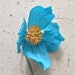 Crepe Paper Blue Himalayan Poppy Single Stem Wedding