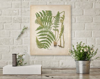 Green Fern, Botanical Fern, Plants on Canvas, Fern Canvas, Botanical Canvas, Vintage Art, Nature Canvas, Wall Decor, Wall Art