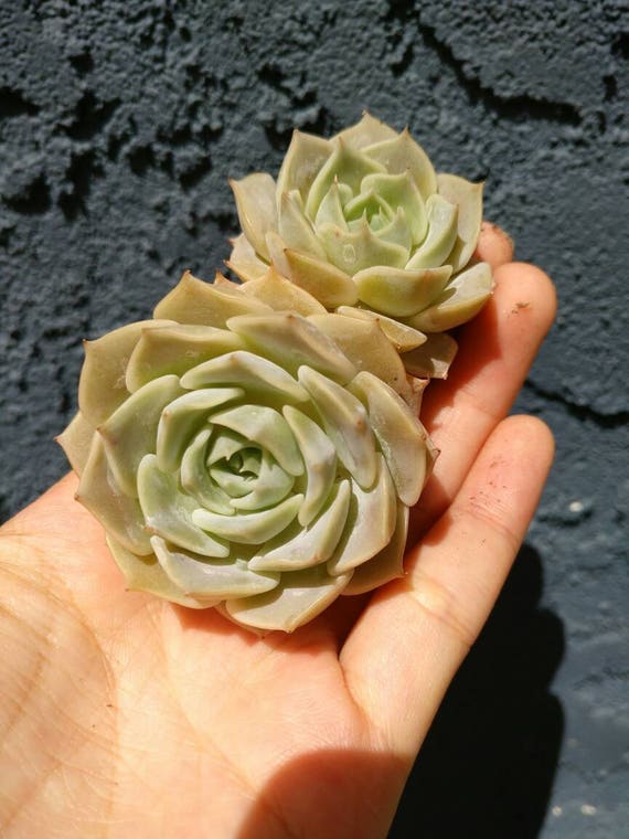 Echeveria Fleur Blanc Korean Rare Succulent Plant 2.5