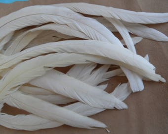 Feather tail roosters without dye. qual.Moyenne good.