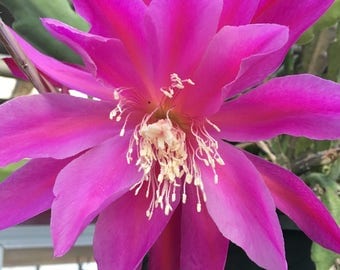 Limited and HARD TO FIND! Epiphyllum Orchid Cactus Cutting (1)