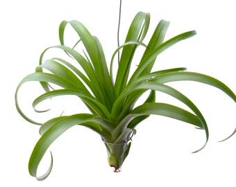 LARGE Air Plant Brachycaulos Giant Form Tillandsia, House Plant, RARE Plant Hanging Plant Wedding Centerpiece, Airplant, Wholesale Air Plant