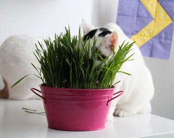 ORGANIC CAT GRASS - Oats - Great Treat for Feline Digestive System - 1 lb. Seeds