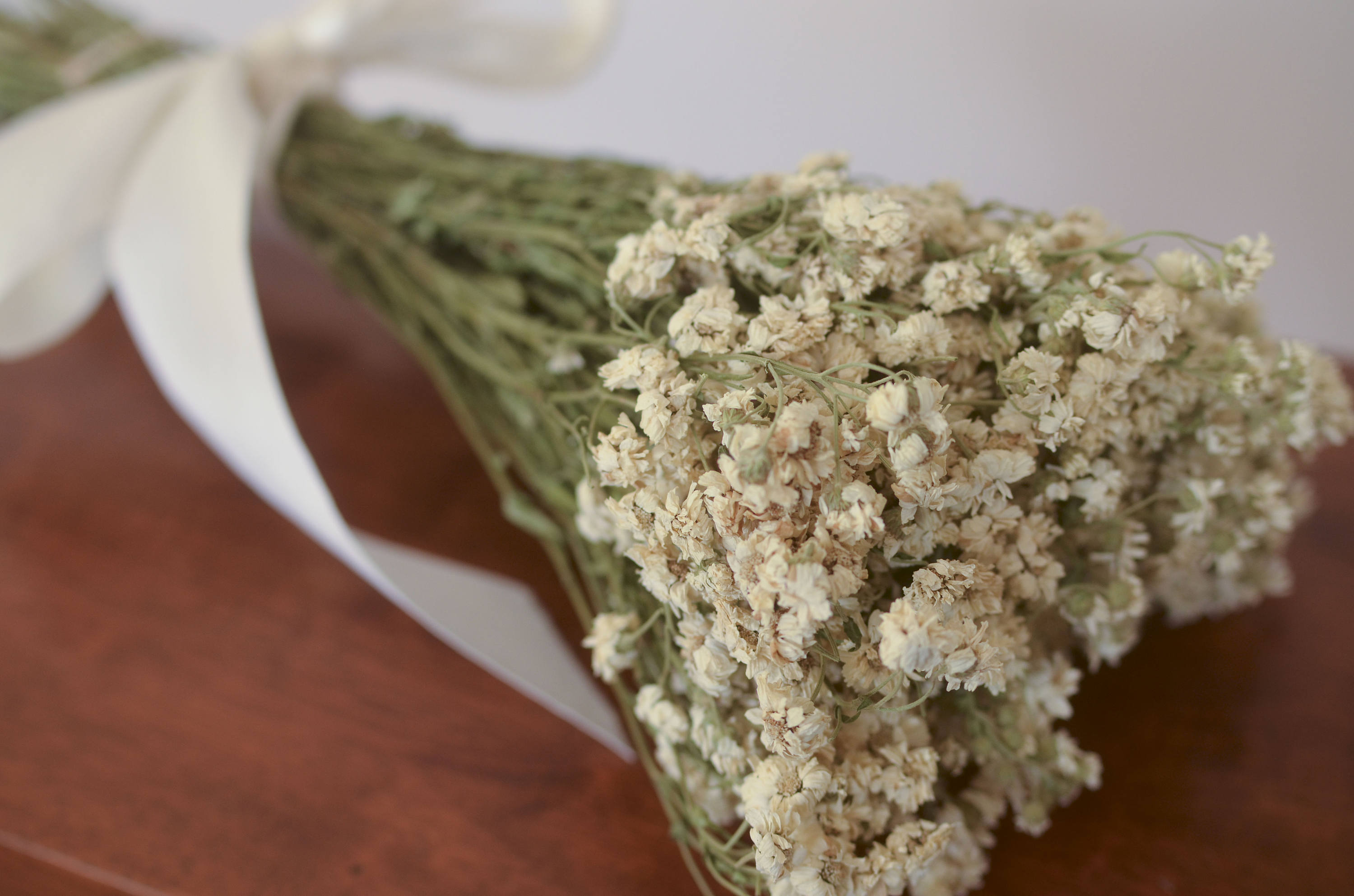 Dried achillea of pearl bunch white dried flowers white