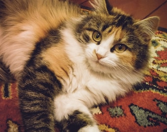 Calico Tricolor Cat Photo, Cat Photo, cat on carpet, Animal Photography, cat eyes, Cat Lover Gift, 4x6 Photo Print, Cat Decor, Cat Poster