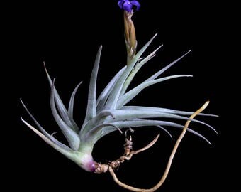 Tillandsia zecherii- Rare Species with Blue to Purple Flowers