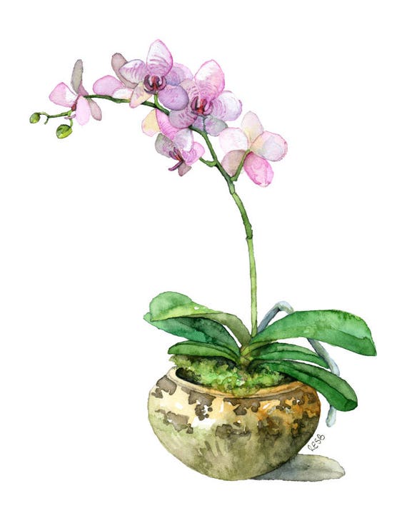 Potted Orchid Painting Print titled Pink