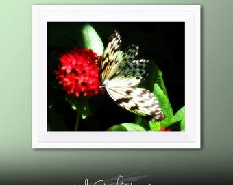 Printable Wall Art Butterfly Print #B02, Butterfly Decor, Butterfly Photo Closeup, Printable Butterfly Art, Printable Photo Art