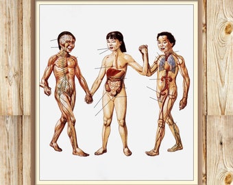 Human Anatomy Vintage Print - 1997 Russian Encyclopedia - Printable Art - Instant Download