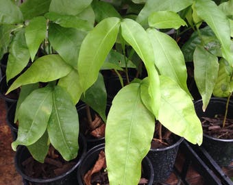 1 Live Lychee fruit Plant - cay vai - 3 to 9 Inches Tall -m185