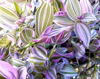 Wandering Jew Lilac - Tradescantia Fluminensis - Rare starter house plant