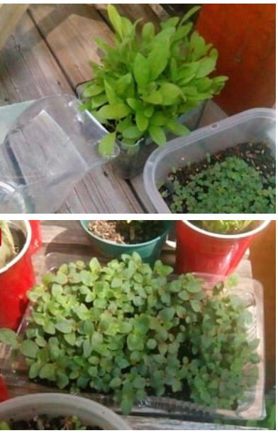 winter sowing results