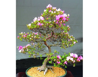 7 Japanese Flowering Cherry Blossom Bonsai Seeds, Fresh Exotic Rare Bonsai Seeds