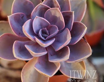 2" Echeveria Purple Pearl Succulent Cactus Cute rare cute Colorful Purple Pink Plant