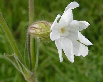 10 Seeds Silene marcawiczii, Alpine Plant Seeds