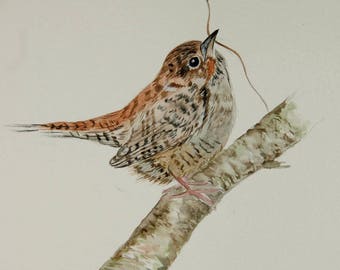troglodyte, oiseau, nature, art animalier, art, dessin, aquarelle originale signée